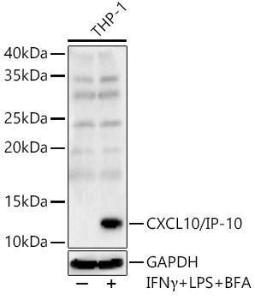 Anti-IP10 Rabbit Polyclonal Antibody