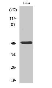 Anti-HNRPH2 Rabbit Polyclonal Antibody