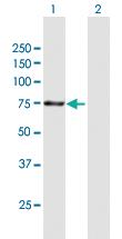 Anti-ANAPC5 Mouse Polyclonal Antibody