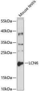 Anti-LCN6 Rabbit Polyclonal Antibody