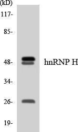 Anti-hnRNP H Rabbit Polyclonal Antibody