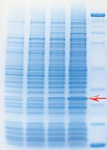 Kit d'expérimentation, expression d'une protéine recombinante