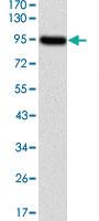 Anti-NEFL Mouse Monoclonal Antibody [clone: 1H3]