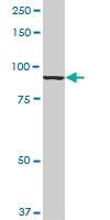 Anti-ANAPC5 Rabbit Polyclonal Antibody