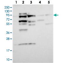 Anti-SPG20 Rabbit Polyclonal Antibody