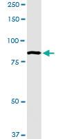 Anti-ANAPC5 Rabbit Polyclonal Antibody