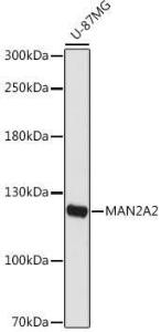 Western blot analysis of extracts of U-87MG cells, using Anti-MAN2A2 Antibody (A309105) at 1:1,000 dilution