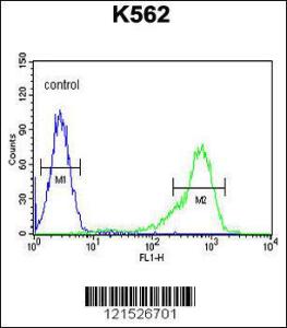 Anti-IGF2BP1 Rabbit Polyclonal Antibody