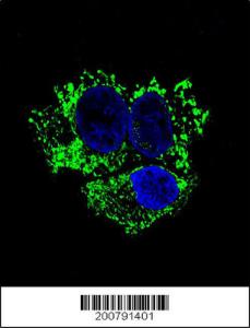 Anti-ALDH2 Mouse Monoclonal Antibody (APC (Allophycocyanin)) [clone: 138CT22.3.8]