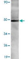 Anti-OPRM1 Rabbit Polyclonal Antibody