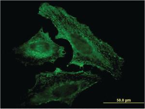 Anti-UVRAG Mouse Monoclonal Antibody [clone: 2E8]