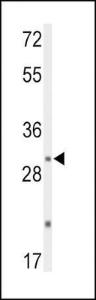 Anti-DUSP2 Rabbit Polyclonal Antibody