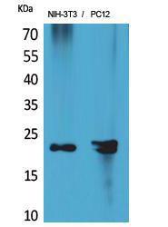 Western blot analysis of extracts from NIH 3T3, PC12 cells using Anti-HDGFRP3 Antibody