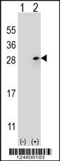 Anti-FGF9 Rabbit Polyclonal Antibody