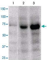 Anti-FOXP4 Rabbit Polyclonal Antibody