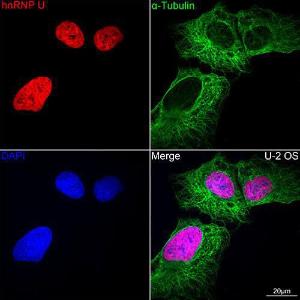 Confocal imaging of U-2 0S cells using Anti-hnRNP U/p120 Antibody [ARC0942] (A307864), at a dilution of 1:100, (red). The cells were counterstained with Anti-alpha Tubulin Antibody, at a dilution of 1:400, (green). DAPI was used for nuclear staining (Blue). Objective: 60x