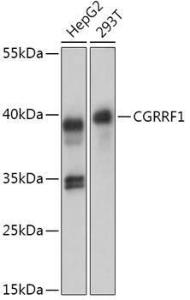 Western blot analysis of extracts of various cell lines, using Anti-CGRRF1 Antibody (A309106) at 1:1,000 dilution