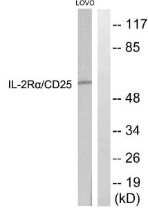 Western blot analysis of lysates from LOVO cells using Anti-IL-2R alpha Antibody. The right hand lane represents a negative control, where the antibody is blocked by the immunising peptide