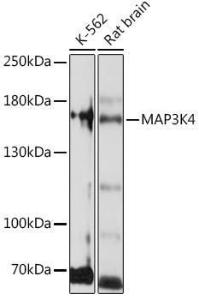 Western blot analysis of extracts of various cell lines, using Anti-MAP3K4 Antibody (A93094) at 1:1,000 dilution The secondary antibody was Goat Anti-Rabbit IgG H&L Antibody (HRP) at 1:10,000 dilution Lysates/proteins were present at 25 µg per lane