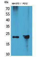 Western blot analysis of NIH 3T3, PC12 cells using Anti-HDGFRP3 Antibody