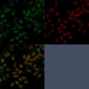 Immunofluorescent analysis of PFA fixed MCF-7 cells stained with Anti-FOXA1 Antibody [FOXA1/1241] followed by Goat Anti-Mouse IgG (CF and #174; 488). Counterstain is RedDot