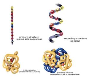 Kit d'expérimentation, analyse de la structure des protéines