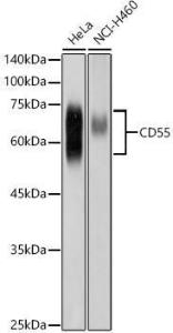 Antibody anti-CD55 100 µl