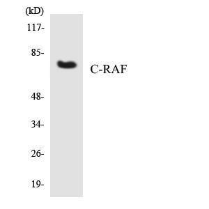 Western blot analysis of the lysates from HepG2 cells using Anti-C-RAF Antibody