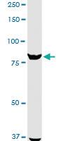 Anti-ANAPC5 Rabbit Polyclonal Antibody