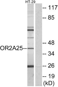 Western blot analysis of lysates from HT-29 cells using Anti-OR2A25 Antibody. The right hand lane represents a negative control, where the antibody is blocked by the immunising peptide.