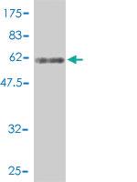 Anti-DNAJB4 Mouse Polyclonal Antibody