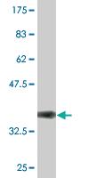 Anti-KIRREL3 Mouse Monoclonal Antibody [clone: 3A12]