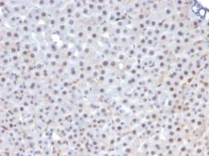 Immunohistochemical analysis of formalin-fixed, paraffin-embedded rat liver using Anti-FOXA1 Antibody [FOXA1/1241]