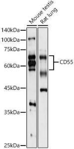 Antibody anti-CD55 100 µl