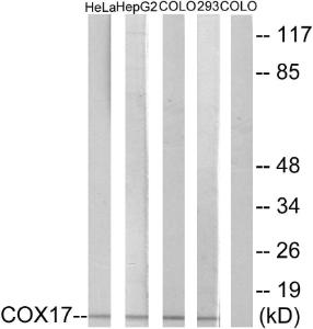 Western blot analysis of lysates from HeLa, HepG COLO, and 293 cells using Anti-COX17 Antibody. The right hand lane represents a negative control, where the antibody is blocked by the immunising peptide.