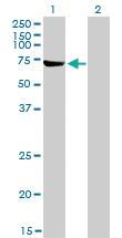 Anti-ABCF2 Mouse Monoclonal Antibody [clone: 1D11]