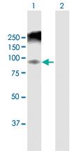 Anti-ANAPC5 Rabbit Polyclonal Antibody