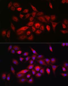 Antibody anti-CD55 100 µl