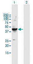 Anti-FLOT2 Mouse Polyclonal Antibody