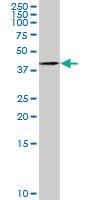 Anti-TWF1 Rabbit Polyclonal Antibody