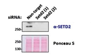 Anti-SETD2 Goat Polyclonal Antibody