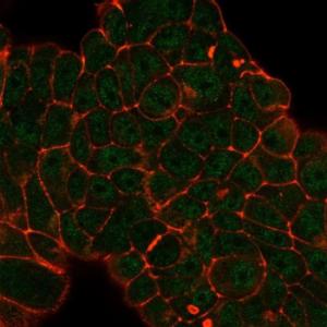 Immunofluorescent analysis of PFA fixed MCF-7 cells stained with Anti-DDX41 Antibody [PCRP-DDX41-1B4] followed by Goat Anti-Mouse IgG (CF and #174; 488) (Green). Counterstain is Phalloidin (Red)