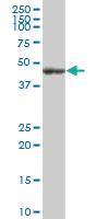 Anti-FLOT2 Mouse Polyclonal Antibody