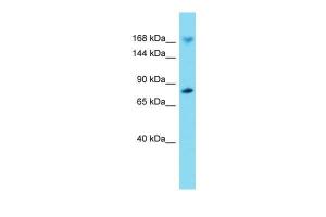 Anti-IQGAP2 Rabbit Polyclonal Antibody