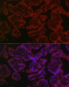 Antibody anti-CD55 100 µl