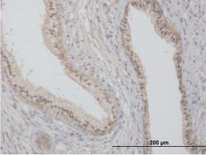 Anti-FLOT2 Mouse Polyclonal Antibody