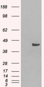 Antibody anti-SNX16 100 µg