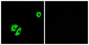 Immunofluorescence analysis of A549 cells using Anti-OR2A25 Antibody. The right hand panel represents a negative control, where the antibody was pre-incubated with the immunising peptide.