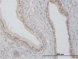 Anti-FLOT2 Mouse Polyclonal Antibody