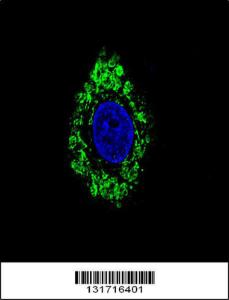 Anti-DVL1 Rabbit Polyclonal Antibody (PE (Phycoerythrin))